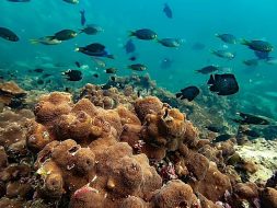 تعليم المحيطات: الإمارات تقود الطريق في حماية البيئة البحرية