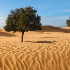 دراسة جينية: فهم أعمق لأشجار الغاف في الإمارات