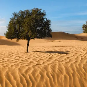 دراسة جينية: فهم أعمق لأشجار الغاف في الإمارات