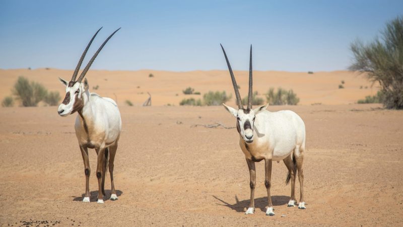 منتدى الشارقة الدولي: الابتكار من أجل استدامة التنوع الحيوي