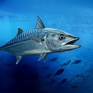 أسماك الكنعد: أهمية الاكتشاف الجديد في حماية التنوع البيولوجي بأبوظبي