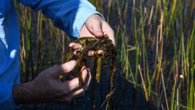 الأسمدة العضوية: استخدامات وفوائد في الزراعة الحديثة