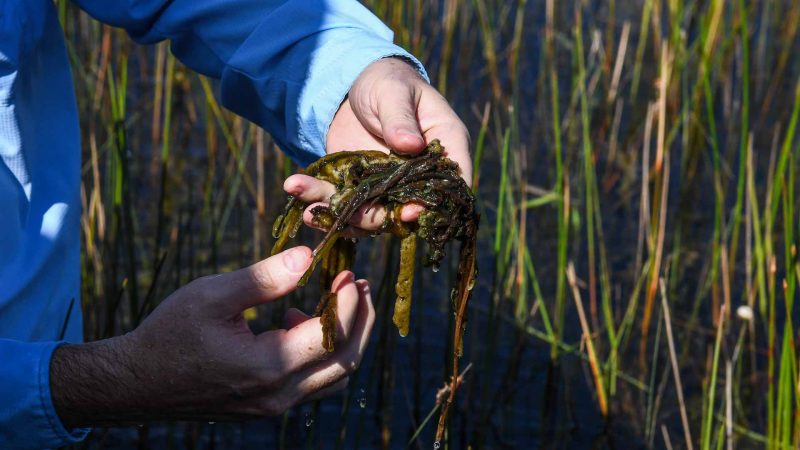 الأسمدة العضوية: استخدامات وفوائد في الزراعة الحديثة