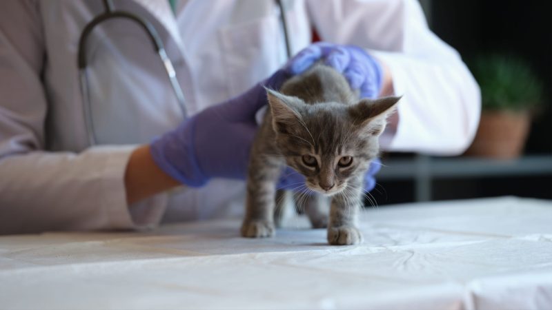 الشارقة: نموذج رائد في تطوير الطب البيطري المستدام