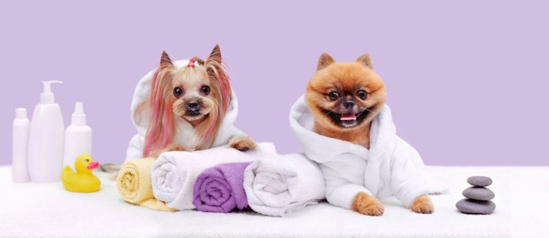 اكتشف عالم العناية بالحيوانات الأليفة في أبوظبي