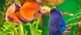 أسماك الزينة في دبي: من أين تبدأ؟