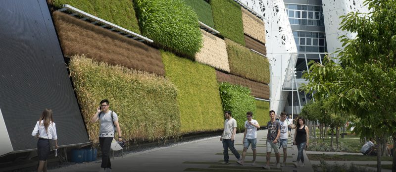 الجدران الخضراء: رؤية الإمارات نحو مدن مستدامة وأكثر اخضراراً