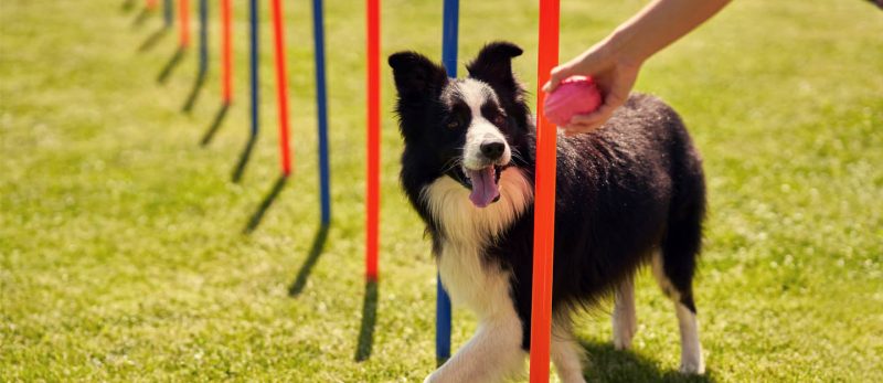 خدمات تدريب الكلاب المميزة في دبي