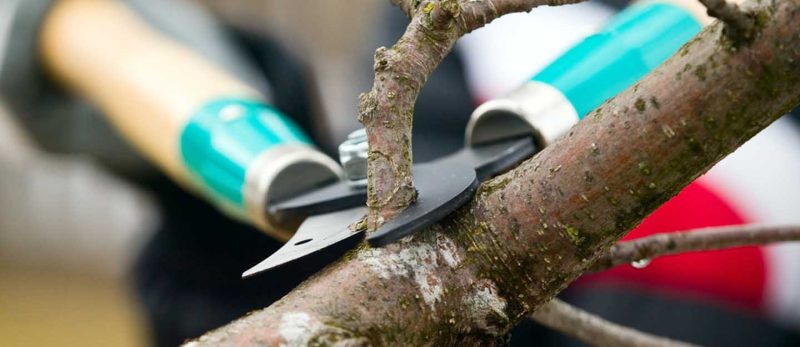 الأدوات الأساسية لتقليم الأشجار في حديقة منزلك