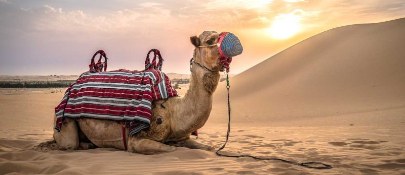 استيراد الطيور والحيوانات: كل الأسئلة الشائعة حول الإمارات