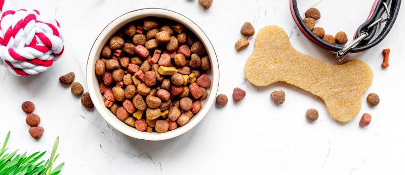 أكل القطط والكلاب في دبي: الجودة والأسعار