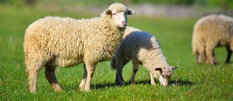 استعدادات الإمارات لاستقبال عيد الأضحى: كل ما يخص اضحية العيد