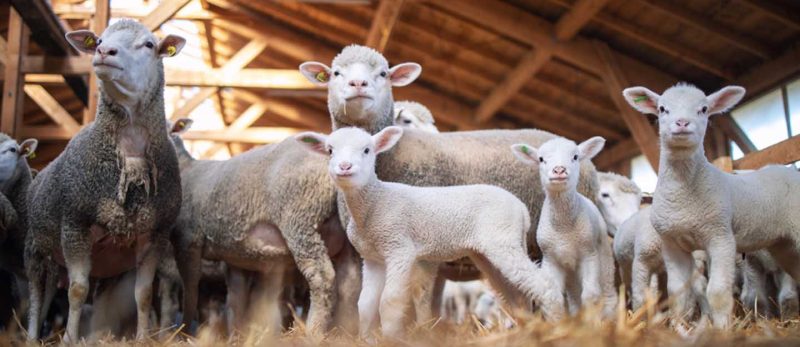 تقديم طلب عزبة في دبي: الشروط، الإرشادات، معلومات التواصل | ماي بيوت