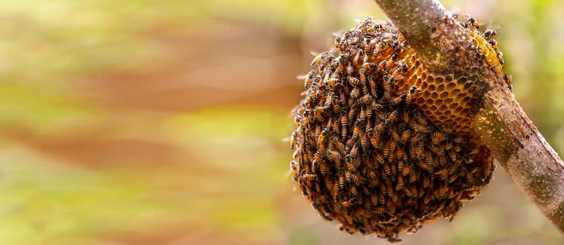 حلول مبتكرة للتخلص من النحل والحفاظ على البيئة