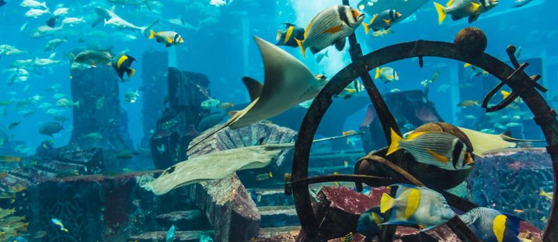 الغطس في دبي: تجربة استثنائية في عالم البحار الساحر