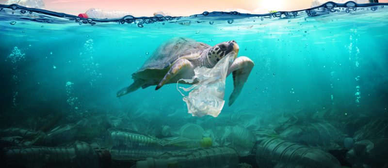 الوعي المجتمعي ودوره في مكافحة التلوث البيئي في الإمارات