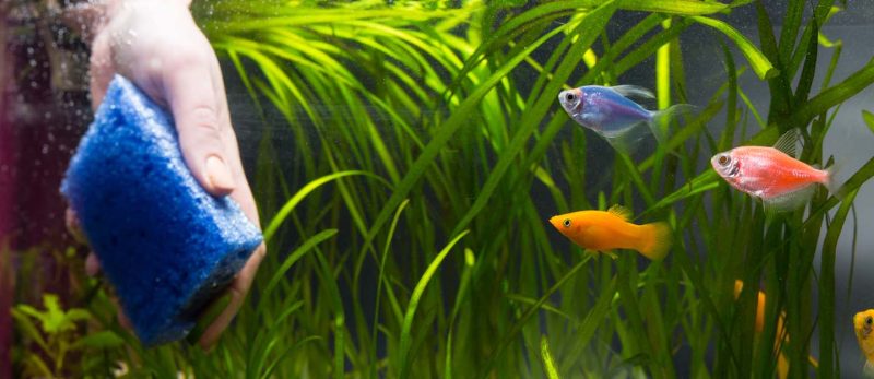 تنظيف حوض السمك: دليل مفصل للحفاظ على بيئة صحية للأسماك