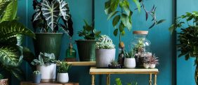 أفكار إبداعية لتزيين منزلك بـ نباتات منزلية