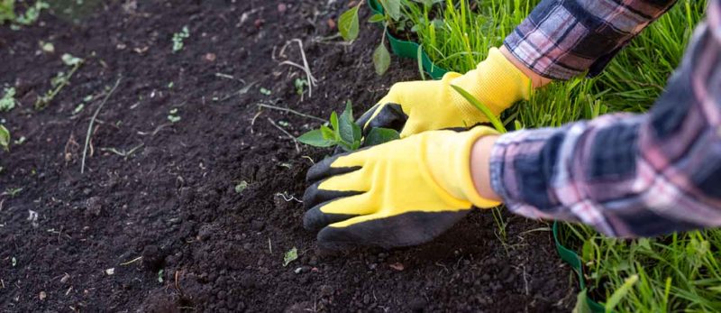 الزراعة الصيفية في الإمارات: استغل مساحتك بأفضل المحاصيل