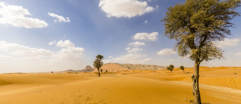 كيف تساهم شجرة الغاف في الحفاظ على البيئة في الإمارات؟