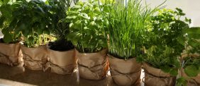 نصائح الخبراء لزراعة الأعشاب الداخلية
