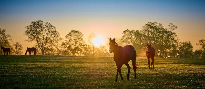 أماكن ركوب الخيل في أبوظبي: مغامرات تنتظرك