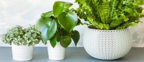 النباتات الداخلية: دليل شامل لأشهر أنواع النباتات المنزلية