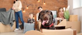 تجنب مشاكل الانتقال: نصائح للانتقال إلى منزل جديد مع حيواناتك الأليفة