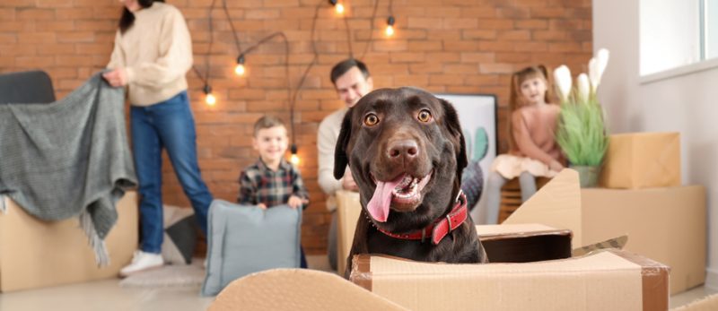 تجنب مشاكل الانتقال: نصائح للانتقال إلى منزل جديد مع حيواناتك الأليفة