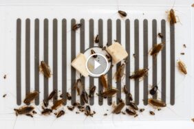 مكافحة الصراصير بسهولة: حلول منزلية مبتكرة ونتائج مضمونة