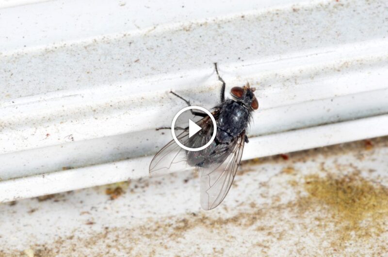 كيف تحمي منزلك؟ دليل شامل لـ مكافحة الذباب المنزلي