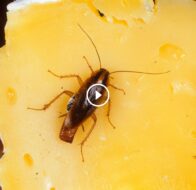 مستقبل آمن: التزام بضمان الرضا الكامل لمكافحة الآفات