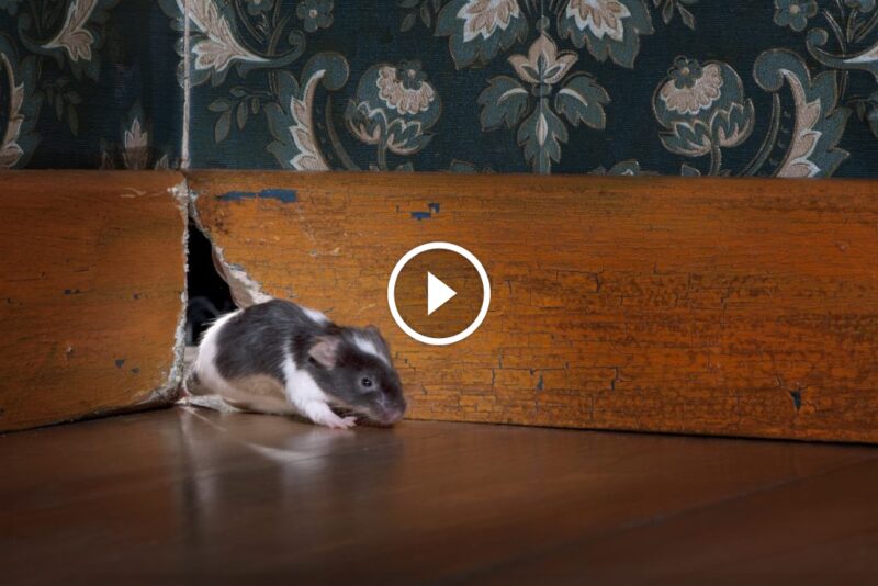 الحل النهائي لمشكلة القوارض: استراتيجيات متقدمة في مكافحة القوارض المنزلية