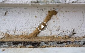 خدمات مكافحة النمل الأبيض الاحترافية: حماية لمنزلك