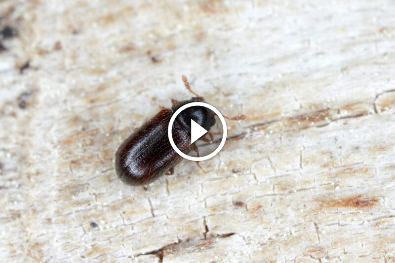 بناء مستقبل أفضل: ضمان رضا العملاء كفلسفة عمل