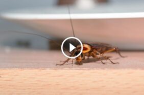 الحل النهائي لـ مكافحة الصراصير في المنازل: طرق فعالة ومجربة