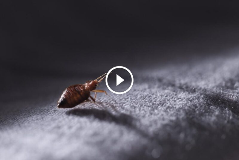 مكافحة بق الفراش في الإمارات: حلول متقدمة لبيئة نظيفة