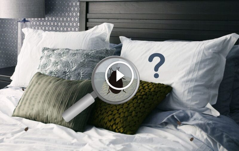 الوقاية من بق الفراش: نصائح وإرشادات لحماية منزلك