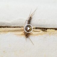 حشرة السمك الفضي في المنازل: الوقاية والعلاج خطوة بخطوة