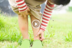 مكافحة البعوض في الصيف: نصائح عملية للتخلص من هذه الآفة