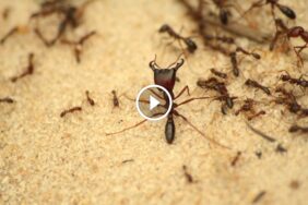 مكافحة النمل الأسود بكفاءة: من الفحص إلى الوقاية الدائمة