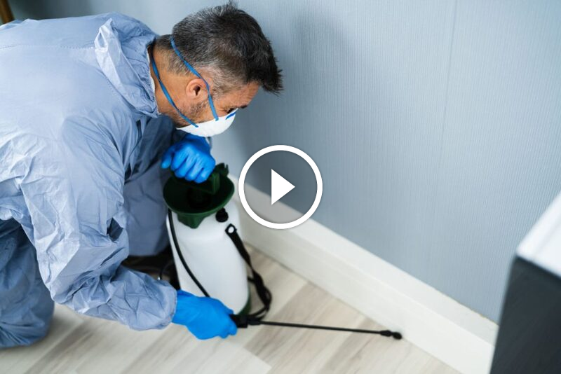 القضاء على الحشرات نهائيا: الوقاية والعلاج لمستقبل خالٍ من الآفات