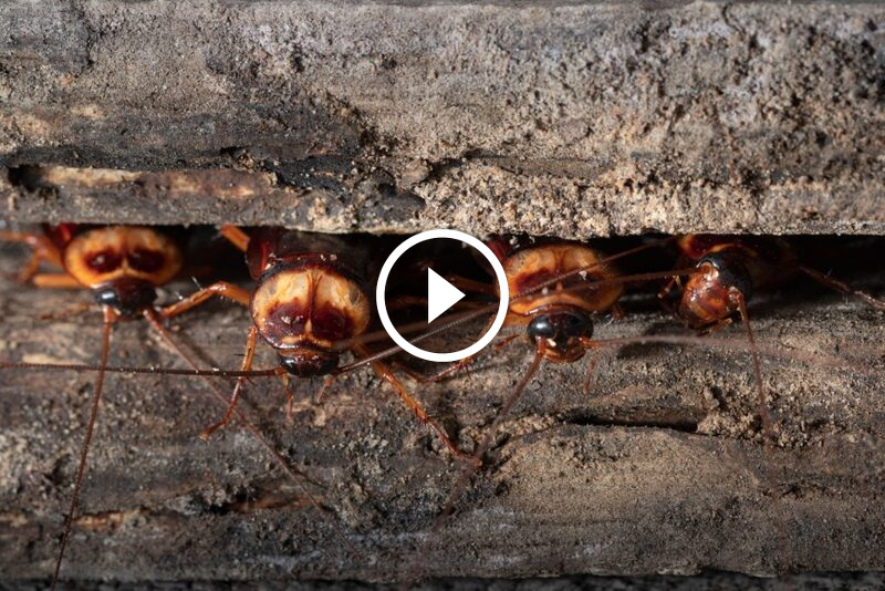 القضاء على الصراصير: دليل مفصل لمنازل خالية من الآفات