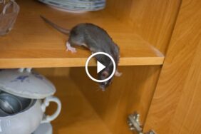 اختيار الخبراء: شركات مكافحة الآفات التي تقدم ضمان حقيقي