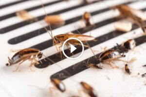 طرق مجربة ومضمونة لـ مكافحة الصراصير بالأعشاب طبيعياً