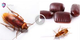 مكافحة فعالة: تبدأ بفهم دورة حياة الصرصور