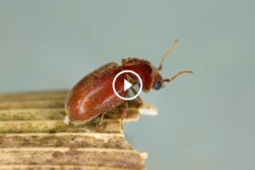 سوس المؤن: فهم سلوك حشرة السوس وطرق التخلص منها