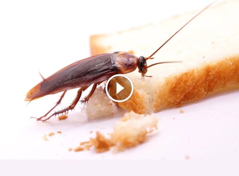 بناء الولاء عبر الثقة: لماذا ضمان الرضا التام لا غنى عنه؟