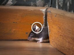 ثق في خدماتنا لمكافحة الآفات: استرداد كامل المبلغ مضمون