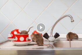 حلول مبتكرة: مكافحة الفئران بالأعشاب لحماية أسرتك